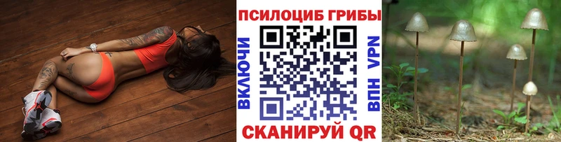 купить  цена  Малая Вишера  Галлюциногенные грибы Cubensis 